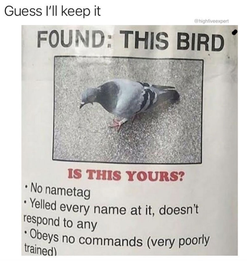 Found This Bird Poster Meme Shut Up And Take My Money