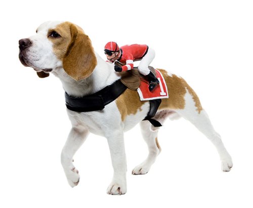 dog rider pet costumes