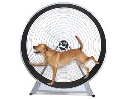 dog exercise wheel