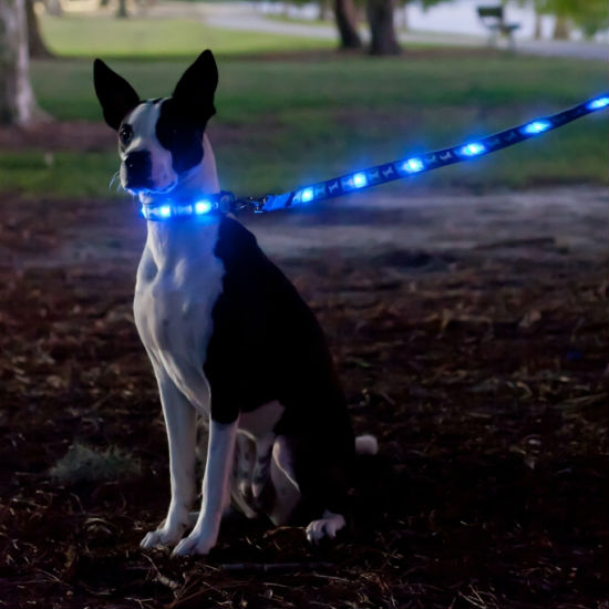 led light up dog leash