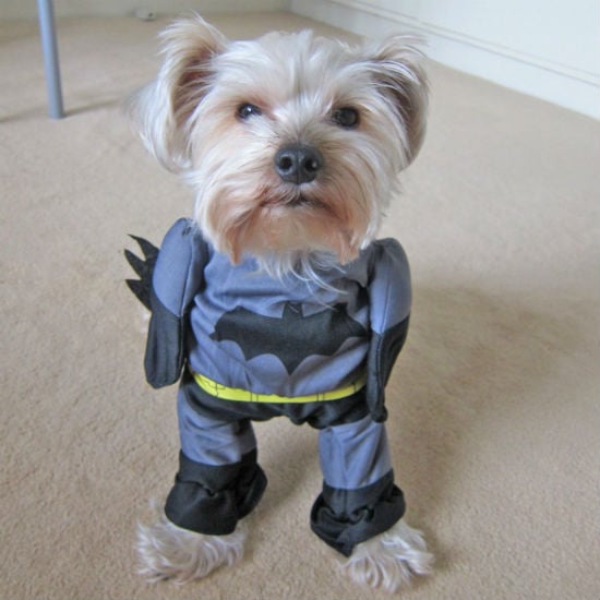 batman dog costume