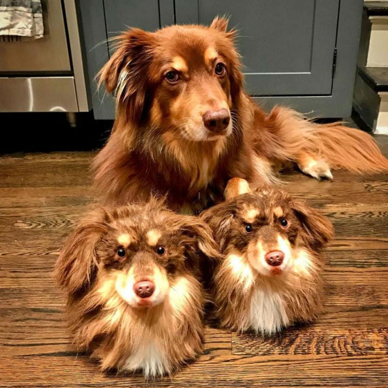cuddle clones custom dog slippers