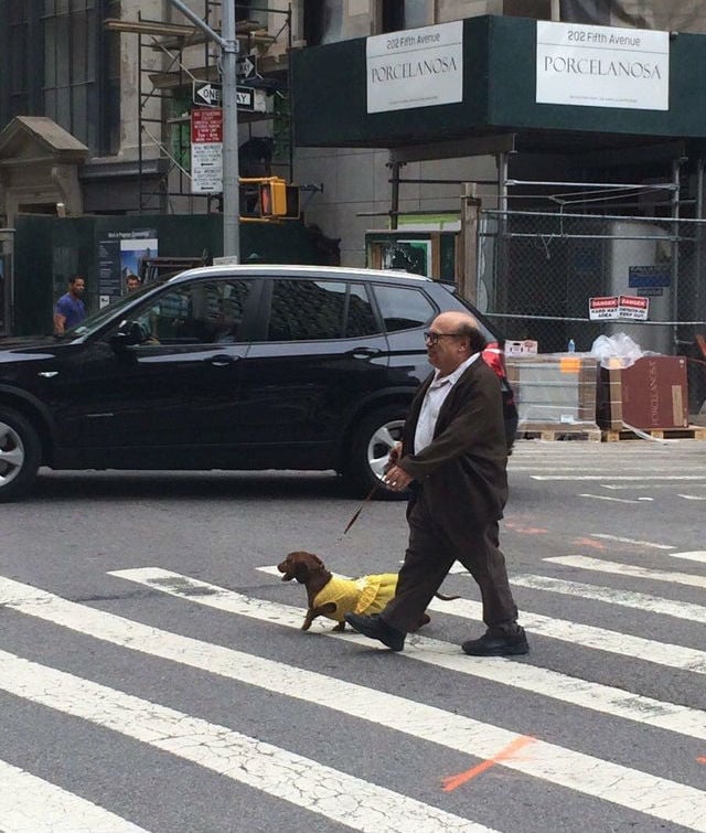 danny devito walking his dog in nyc