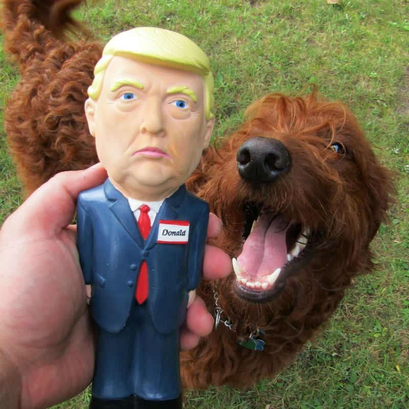 trump dog toy