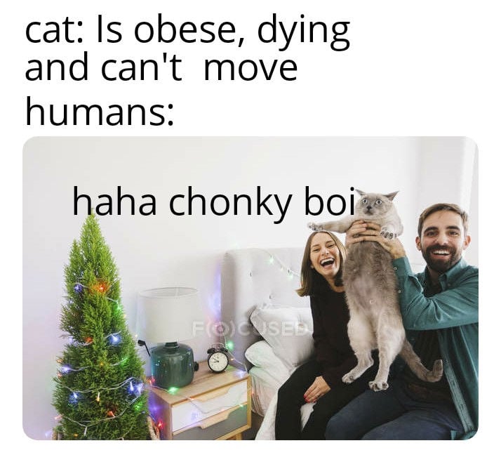 chonky boi cat meme