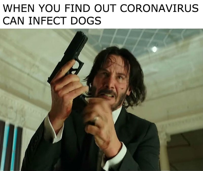 when you find out coronavirus can infect dogs john wick meme