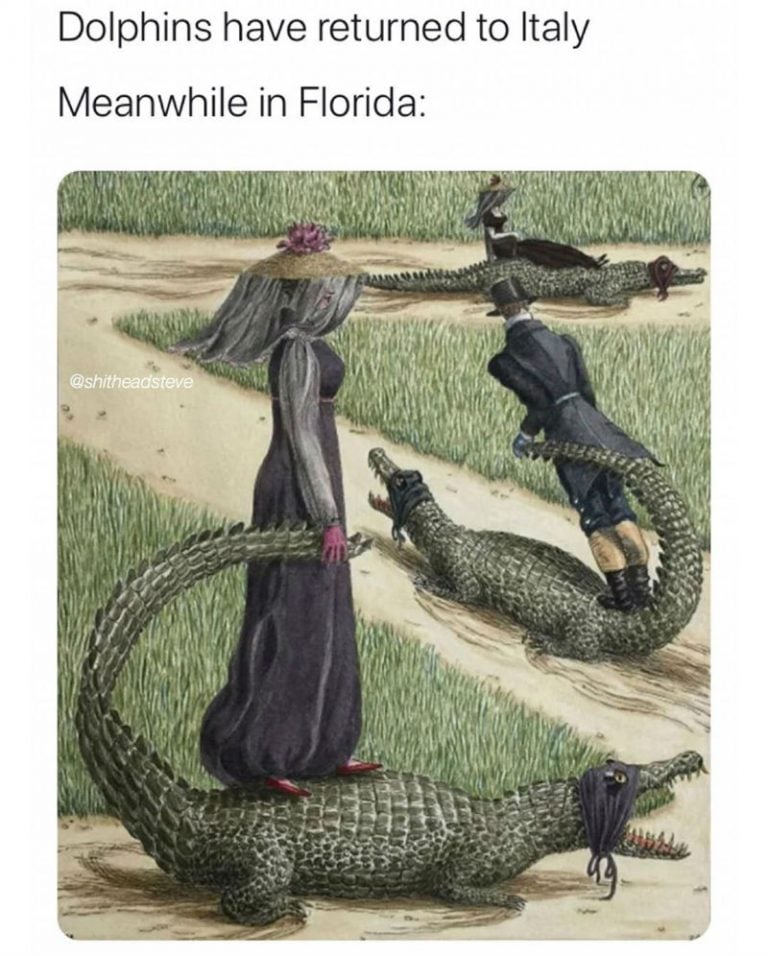 Dolphins Have Returned To Italy Meanwhile In Florida Meme - Shut Up And