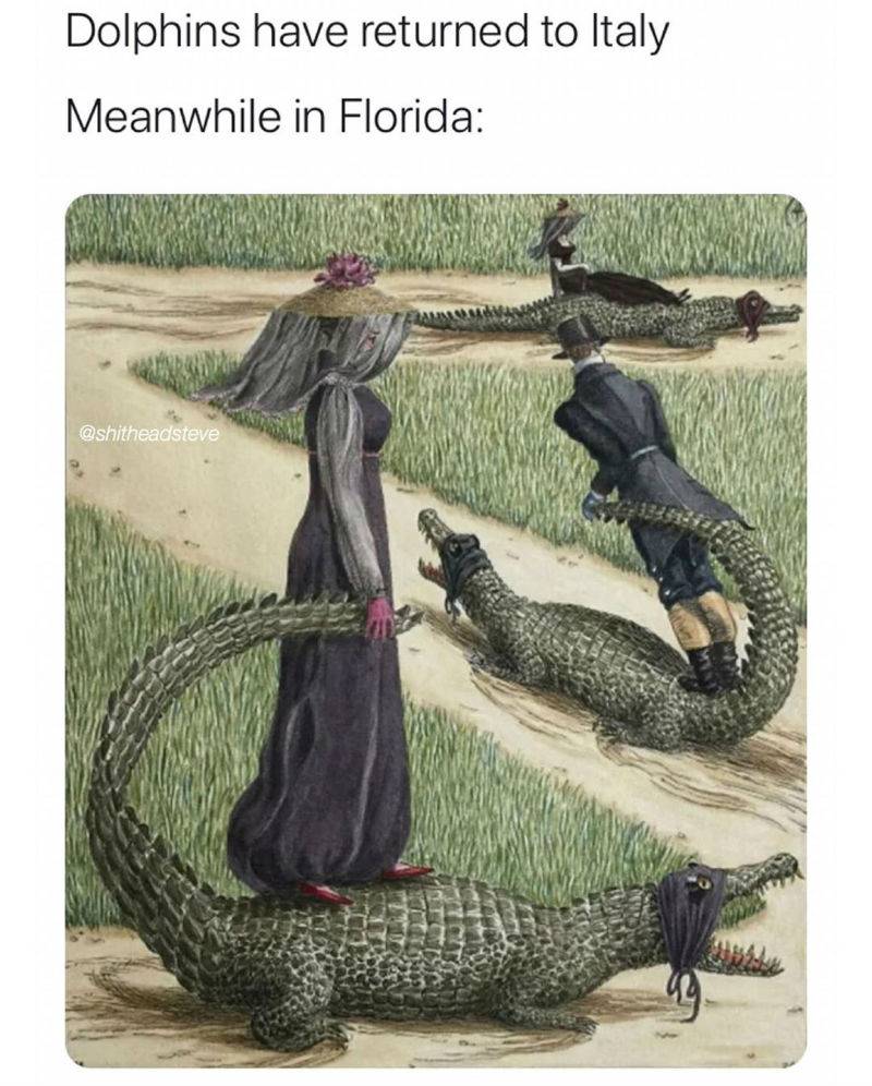 dolphins have returned to italy meanwhile in florida meme