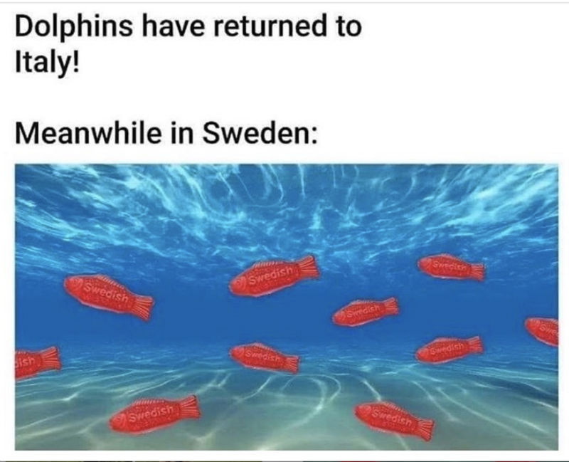 Dolphins Have Returned To Italy Meanwhile In Sweden - Meme - Shut Up And  Take My Money