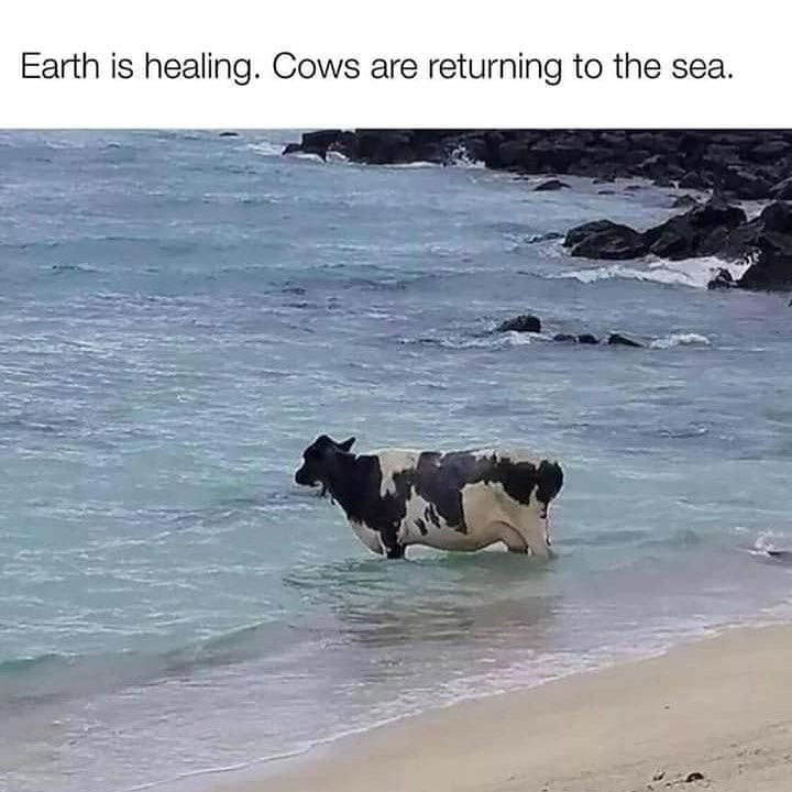 earth is healing cows are returning to the sea meme