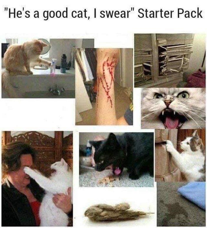 hes a good cat i swear starter pack