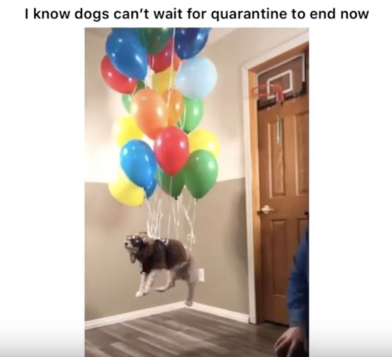 i know dogs can't wait for quarantine to end