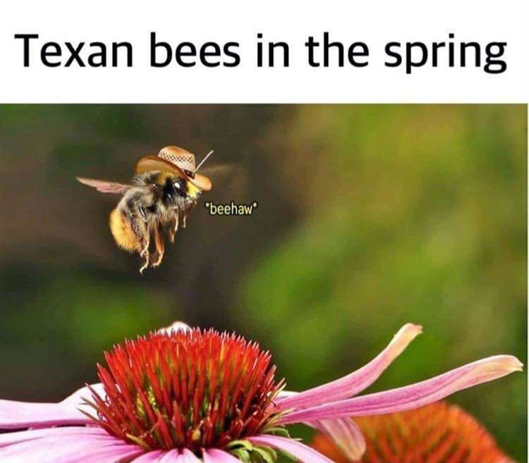 Texan Bees In The Spring Beehaw - Meme - Shut Up And Take My Money
