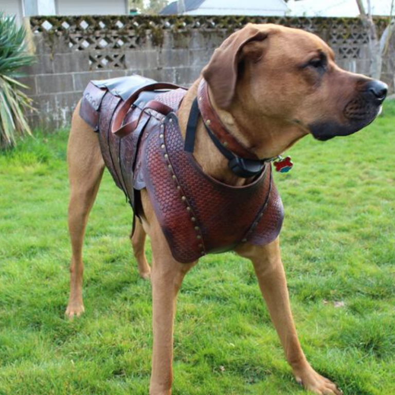 Leather Armor For Your Dog Shut Up And Take My Money