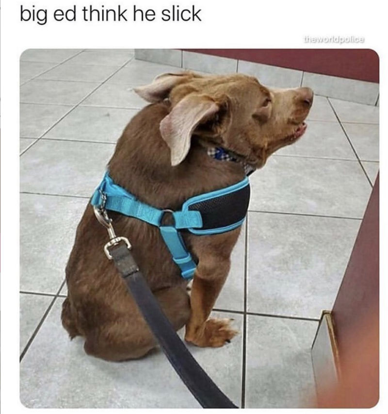 big ed dog meme