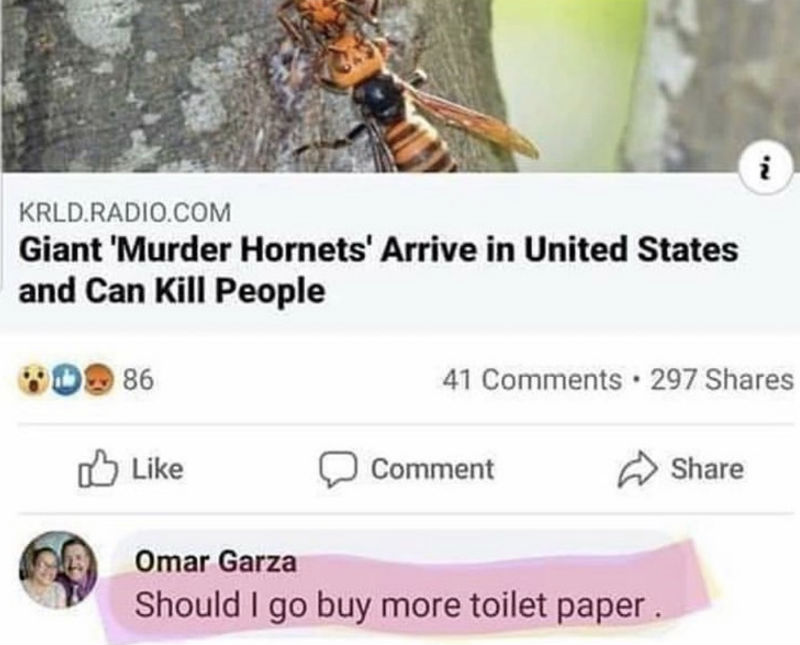 giant murder hornets memes