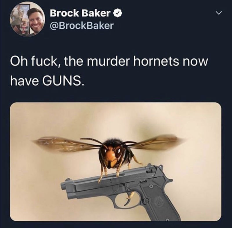 murder hornets now have guns
