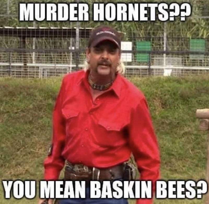 murder hornets you mean baskin bees meme
