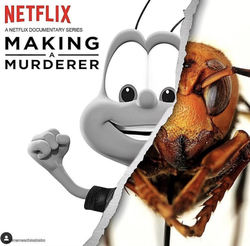 netflix making s murderer murder hornet
