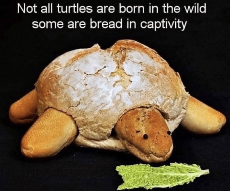 not-all-turtles-are-born-in-the-wild-some-are-bread-in-captivity-meme.jpg