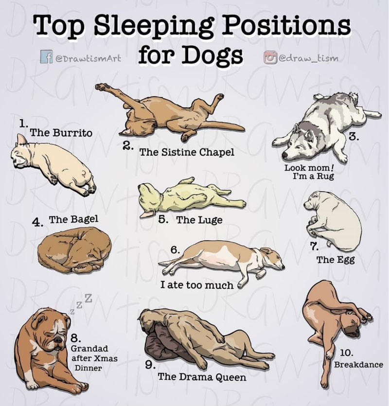 top sleeping positions for dogs