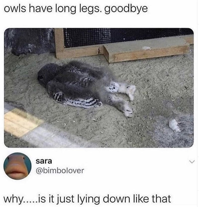 Owls Have Long Legs Goodbye - Meme - Shut Up And Take My Money