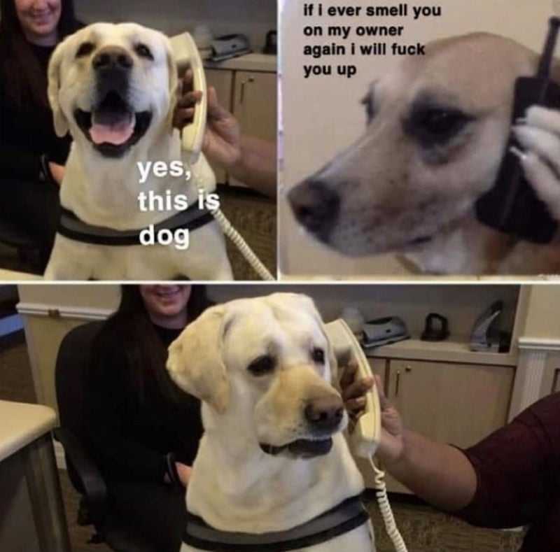 yes this is dog meme