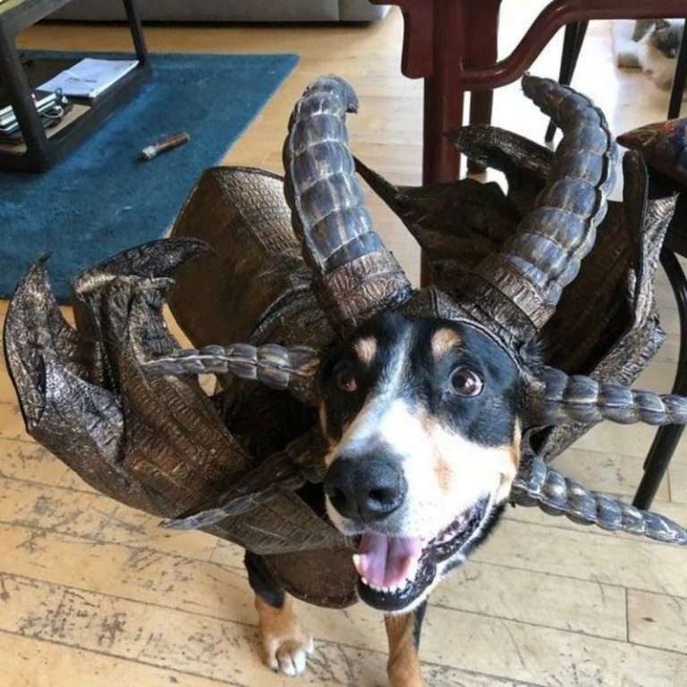 Dragon Dog Costume Shut Up And Take My Money