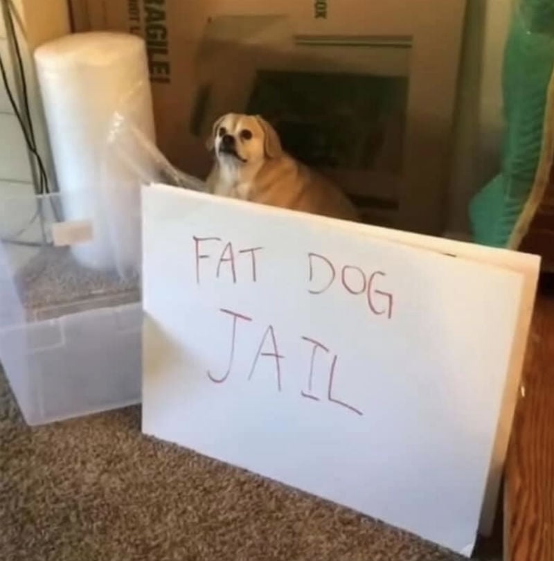 Fat Dog Jail - Meme - Shut Up And Take My Money