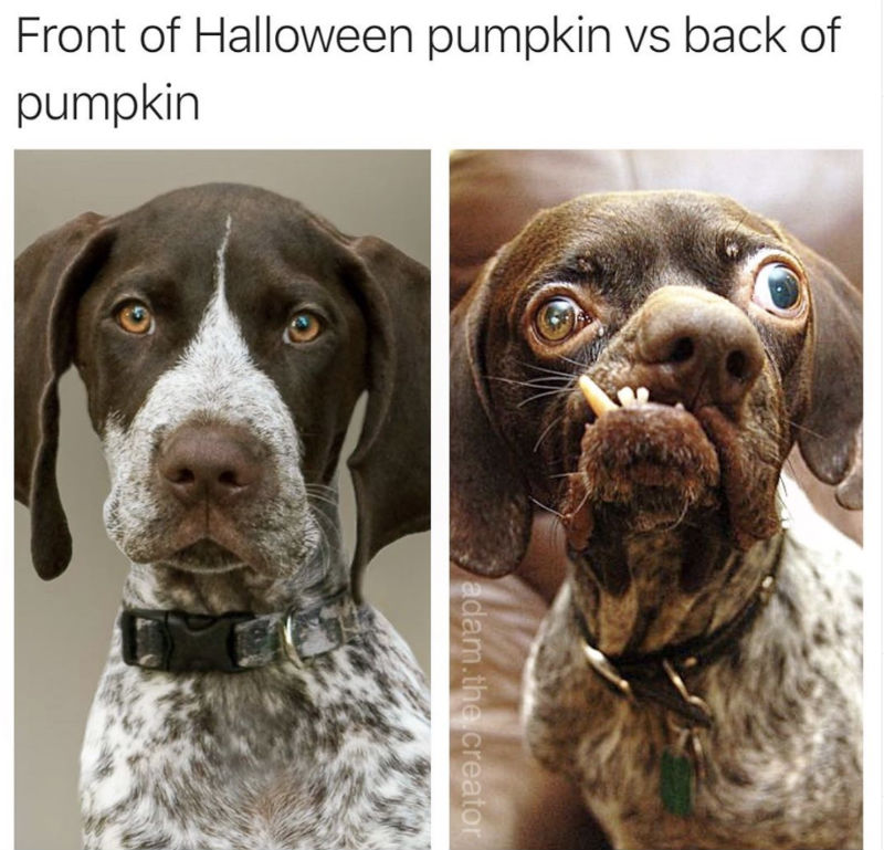 front of halloween pumpkin