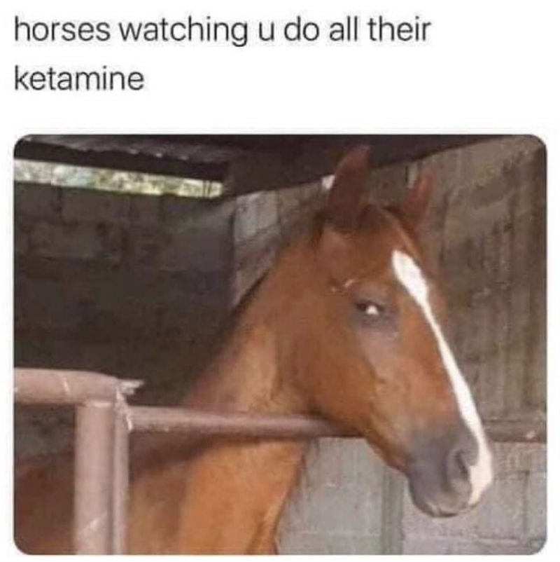 horses watching you do all the ketamine meme