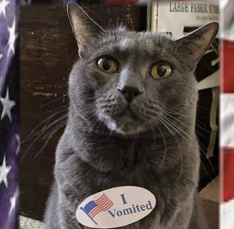 i vomited cat i voted cat meme