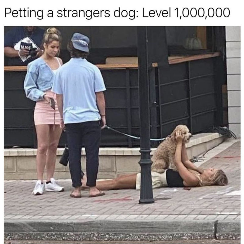 petting strangers dog level