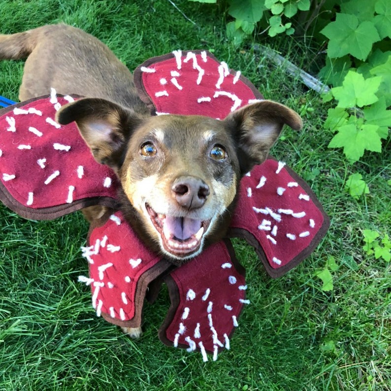 Nintendo dog outlet costume